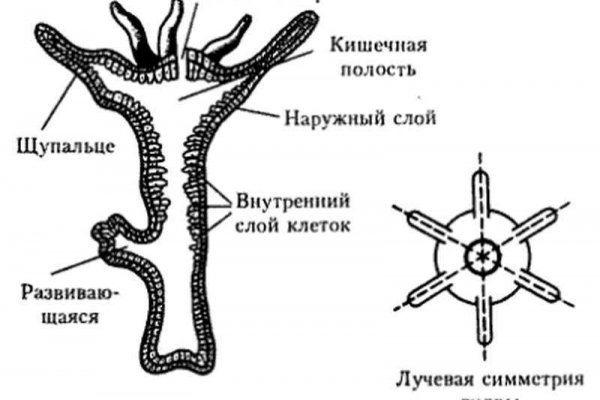 Кракен точка ат